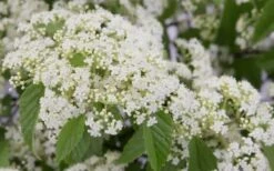 Snow Joey Viburnum - 2 Gallon Pot -Stylish Garden Plant Store Viburnum Snow Joey 2 1
