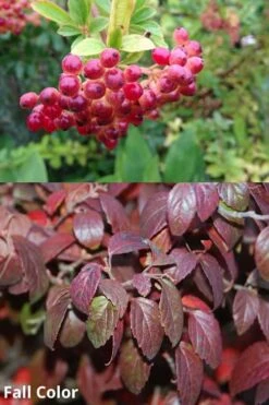 Snow Joey Viburnum - 3 Gallon Pot -Stylish Garden Plant Store Viburnum Snow Joey 5
