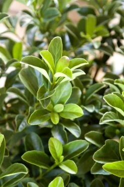 Sugar Cookie Sweet Viburnum - 3 Gallon Pot -Stylish Garden Plant Store Viburnum Sugar Cookie 2