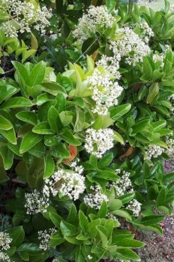 Sugar Cookie Sweet Viburnum - 3 Gallon Pot -Stylish Garden Plant Store Viburnum Sugar Cookie 3