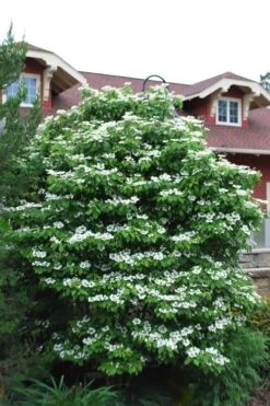 Summer Snowflake Viburnum - 1 Gallon Pot -Stylish Garden Plant Store Viburnum Summer Snowflake 20 1