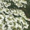 Summer Snowflake Viburnum - 6 Pack Of 1 Gallon Pots -Stylish Garden Plant Store Viburnum Summer Snowflake 21 500x750 1