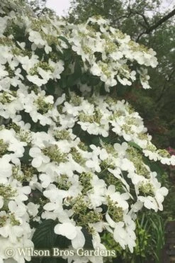 Summer Snowflake Viburnum - 3 Gallon Pot -Stylish Garden Plant Store Viburnum Summer Snowflake 21 500x750 2