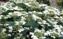 Summer Snowflake Viburnum - 3 Gallon Pot -Stylish Garden Plant Store Viburnum Summer Snowflake 3 1