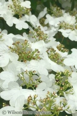 Summer Snowflake Viburnum - 6 Pack Of 1 Gallon Pots -Stylish Garden Plant Store Viburnum Summer Snowflake 31