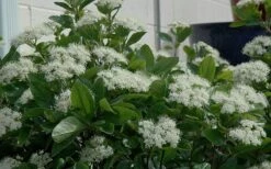 Winterthur Viburnum - 3 Gallon Pot -Stylish Garden Plant Store Viburnum Winterthur 11 1