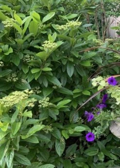 Winterthur Viburnum - 1 Gallon Pot -Stylish Garden Plant Store Viburnum Winterthur 9