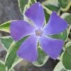 Variegated Bigleaf Periwinkle - Vinca Major 'Variegata' - 10 Pack Of Pint Pots -Stylish Garden Plant Store Vinca Major Variegata Rev 500x750 1