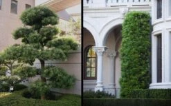 Podocarpus Macrophyllus Upright Yew - 3 Gallon Pot -Stylish Garden Plant Store Yew Podocarpus 2