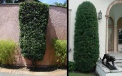 Podocarpus Macrophyllus Upright Yew - 3 Gallon Pot -Stylish Garden Plant Store Yew Podocarpus 3