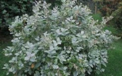 Woodlanders Blue Dusty Zenobia (Honeycup) - 3 Gallon Pot -Stylish Garden Plant Store Zenobia Woodlanders Blue 20