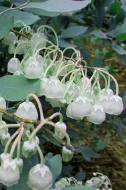 Woodlanders Blue Dusty Zenobia (Honeycup) - 3 Gallon Pot -Stylish Garden Plant Store Zenobia Woodlanders Blue 7