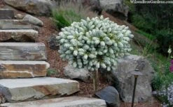 Ice Breaker Korean Fir (Single Trunk Topiary) - 1 Gallon Pot -Stylish Garden Plant Store abies koreana kouhouts ice breaker korean fir 2 2