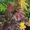 Burgundy Jewel Vine Maple (Acer Circinatum) - 1 Gallon Pot -Stylish Garden Plant Store acer circinatum burgundy jewel vine maple 1