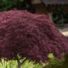 Crimson Queen Dwarf Japanese Maple (High Graft Tree Form) - 2 Gallon Pot -Stylish Garden Plant Store acer palmatum dissectum crimson queen high graft tree form 1