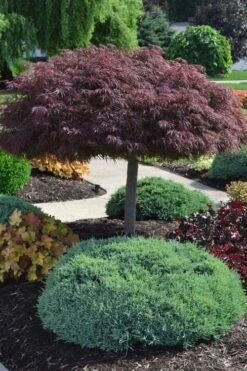 Crimson Queen Dwarf Japanese Maple (High Graft Tree Form) - 2 Gallon Pot -Stylish Garden Plant Store acer palmatum dissectum crimson queen high graft tree form formal
