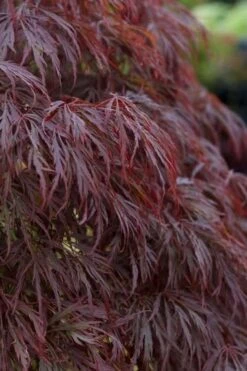 Crimson Queen Dwarf Japanese Maple (High Graft Tree Form) - 2 Gallon Pot -Stylish Garden Plant Store acer palmatum dissectum crimson queen leaves