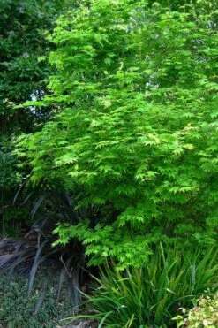Hogyoku Japanese Maple - 1 Gallon Pot -Stylish Garden Plant Store acer palmatum hogyoku japanese maple 2
