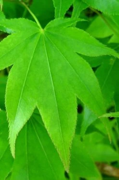 Hogyoku Japanese Maple - 1 Gallon Pot -Stylish Garden Plant Store acer palmatum hogyoku japanese maple 4