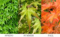 Hogyoku Japanese Maple - 1 Gallon Pot -Stylish Garden Plant Store acer palmatum hogyoku japanese maple 6