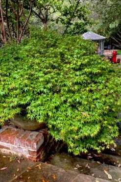 Kiyohime Spreading Japanese Maple - 1 Gallon Pot -Stylish Garden Plant Store acer palmatum kiyohime dwarf japanese maple 10