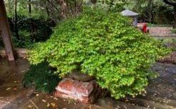 Kiyohime Spreading Japanese Maple - 1 Gallon Pot -Stylish Garden Plant Store acer palmatum kiyohime dwarf japanese maple 11