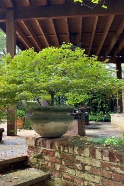 Kiyohime Spreading Japanese Maple - 1 Gallon Pot -Stylish Garden Plant Store acer palmatum kiyohime dwarf japanese maple 3