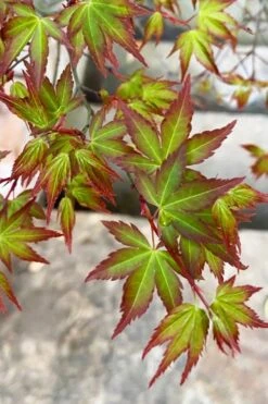 Kiyohime Spreading Japanese Maple - 1 Gallon Pot -Stylish Garden Plant Store acer palmatum kiyohime dwarf japanese maple 4