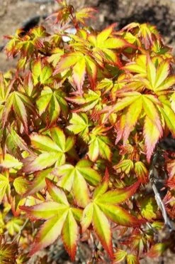 Kiyohime Spreading Japanese Maple - 1 Gallon Pot -Stylish Garden Plant Store acer palmatum kiyohime dwarf japanese maple 6