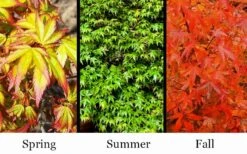 Kiyohime Spreading Japanese Maple - 1 Gallon Pot -Stylish Garden Plant Store acer palmatum kiyohime dwarf japanese maple 7
