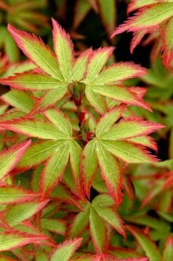 Kiyohime Spreading Japanese Maple - 1 Gallon Pot
