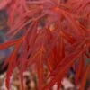 Lionheart Japanese Maple - 5 Gallon Pot -Stylish Garden Plant Store acer palmatum lion heart japanese maple 10