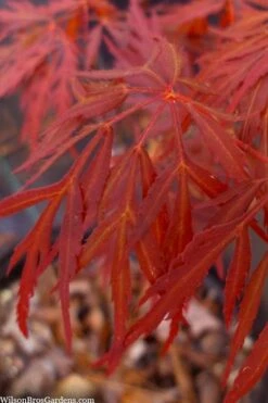 Lionheart Japanese Maple - 5 Gallon Pot