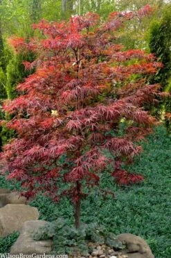 Lionheart Japanese Maple - 5 Gallon Pot -Stylish Garden Plant Store acer palmatum lion heart japanese maple 7