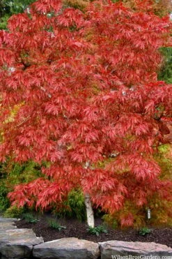 Lionheart Japanese Maple - 5 Gallon Pot -Stylish Garden Plant Store acer palmatum lion heart japanese maple 8