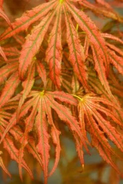 Crescent Moon Japanese Maple (Acer Palmatum 'Mikazuki') - 3 Gallon Pot (3-4') -Stylish Garden Plant Store acer palmatum mikazuki japanese maple 4