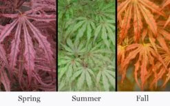 Crescent Moon Japanese Maple (Acer Palmatum 'Mikazuki') - 3 Gallon Pot (3-4') -Stylish Garden Plant Store acer palmatum mikazuki japanese maple 5