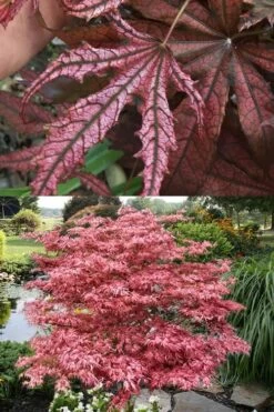 Crescent Moon Japanese Maple (Acer Palmatum 'Mikazuki') - 3 Gallon Pot (3-4') -Stylish Garden Plant Store acer palmatum mikazuki japanese maple 8
