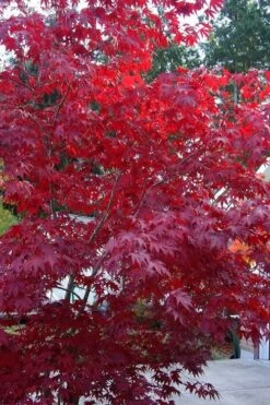 Moonfire Japanese Maple - 5 Gallon Pot -Stylish Garden Plant Store acer palmatum moonfire japanese maple 2