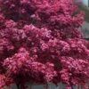 Moonfire Japanese Maple - 5 Gallon Pot -Stylish Garden Plant Store acer palmatum moonfire japanese maple 8