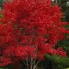 Omato Japanese Maple - 2 Gallon Pot -Stylish Garden Plant Store acer palmatum omato japanese maple 5