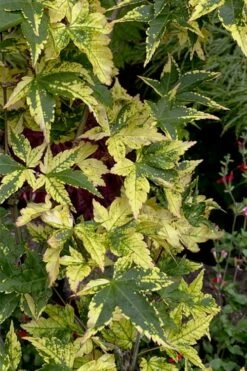 Sagara Nishiki Japanese Maple - 3 Gallon Pot -Stylish Garden Plant Store acer palmatum sagara nishiki japanese maple 7