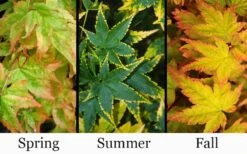 Sagara Nishiki Japanese Maple - 3 Gallon Pot -Stylish Garden Plant Store acer palmatum sagara nishiki japanese maple 8