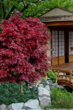 Shaina Dwarf Red Japanese Maple - 3 Gallon Pot -Stylish Garden Plant Store acer palmatum shaina japanese maple 11