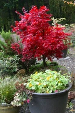Shaina Dwarf Red Japanese Maple - 3 Gallon Pot -Stylish Garden Plant Store acer palmatum shaina japanese maple 12