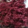 Shaina Dwarf Red Japanese Maple - 3 Gallon Pot 1 Shaina Dwarf Red Japanese Maple - 3 Gallon Pot -Stylish Garden Plant Store acer palmatum shaina japanese maple 4