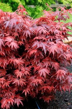 Shaina Dwarf Red Japanese Maple - 3 Gallon Pot -Stylish Garden Plant Store acer palmatum shaina japanese maple 7