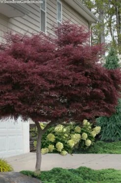 Tamukeyama Dwarf Red Japanese Maple - 1 Gallon Pot - High Grafted Tree Form -Stylish Garden Plant Store acer palmatum tamukeyama japanese maple high graft 2