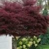 Tamukeyama Dwarf Red Japanese Maple - 1 Gallon Pot - High Grafted Tree Form 2 Tamukeyama Dwarf Red Japanese Maple - 1 Gallon Pot - High Grafted Tree Form -Stylish Garden Plant Store acer palmatum tamukeyama japanese maple high graft 3