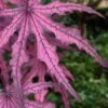 Waveleaf Japanese Maple - 6 Gallon Pot 2 Waveleaf Japanese Maple - 6 Gallon Pot -Stylish Garden Plant Store acer palmatum waveleaf japanese maple 6